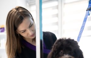 Groomer podczas pielęgnacji psa w salonie groomerskim Psiemiany w Warszawie Ursus